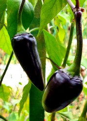 jalapeno purple8